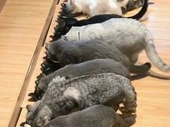 -啵啵喵·猫咖(攀华国际店)