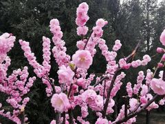 android_upload_pic-钓鱼台国宾馆