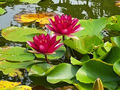 -莲花池公园
