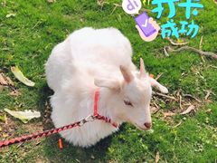 -前小桔亲子创意农场·草莓采摘·露营烧烤