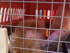 -小猫来了·猫咪专售(红山六九七九店)