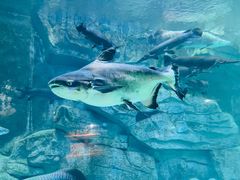 -泉城欧乐堡海洋极地世界