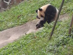 -都江堰中华大熊猫苑