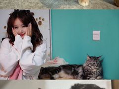 -猫爪屋猫咖(乐汇城店)