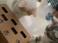 -平行世界·猫咖(首经贸店)