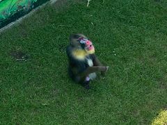 -西霞口神雕山野生动物世界