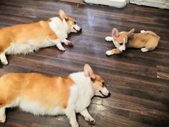 -柯斗斗主题餐厅·狗咖·围炉煮茶·茶饮(国瑞升平里店)