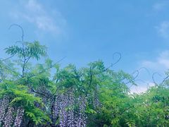 -嘉定紫藤园