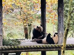 -中国大熊猫保护研究中心雅安碧峰峡基地