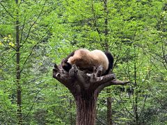-都江堰中华大熊猫苑
