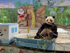 -广州长隆野生动物世界