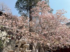 -潭柘寺景区