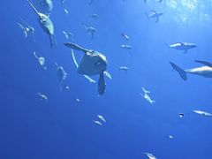 -海合安青岛极地海洋公园