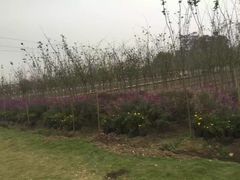 -勿忘我花海