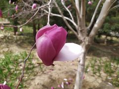 -大兴滨河森林公园