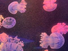 -青岛海底世界-水族馆