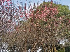 -桃花岭景区