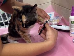 -北京观赏动物医院·24小时大型综合·猫专科·异宠专科