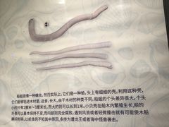 -贝壳梦幻世界