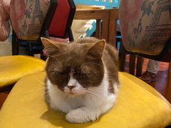 -猫小院猫主题咖啡厅(北锣店)