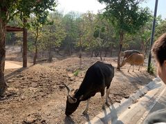 -清迈夜间动物园