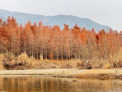 -小芝红树林