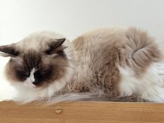 -有猫主题·治愈系猫咖(曾厝垵店)