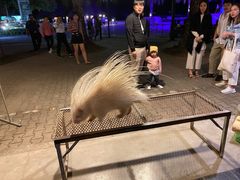 -清迈夜间动物园