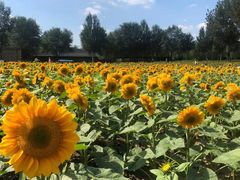 -长白岛森林公园