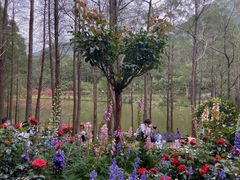 -深圳仙湖植物园