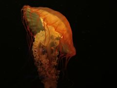 -欢乐海岸海洋奇梦馆