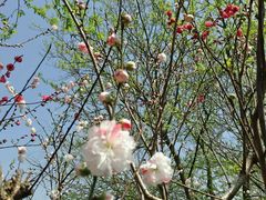 -南汇桃花村