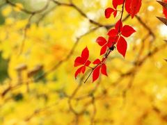 -三里屯东五街银杏大道