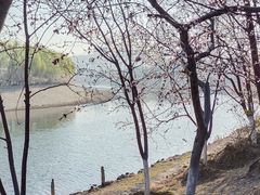 -桃花堤公园