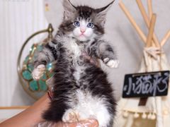 -小猫来了·猫舍(红山六九七九店)