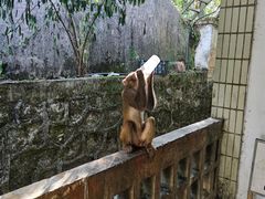 -黔灵山公园