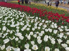 -径山花海