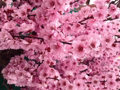 iphone_upload_pic-秀丽东方