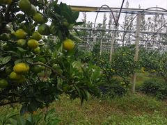 -前小桔亲子创意农场·草莓采摘·露营烧烤