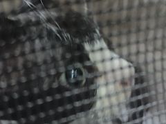 -全心全意连锁动物医院·微创中心·内科急重症·心脏专科(丰管路店)