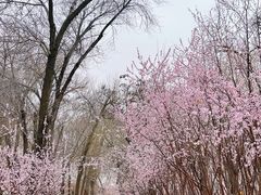 -桃花堤公园
