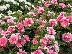 -曹州百花园