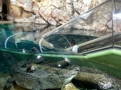 -上海海洋水族馆