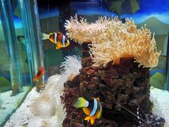 -太平洋海底世界