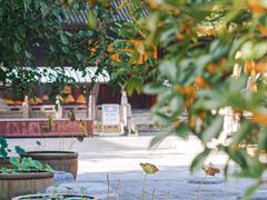 -西安大兴善寺