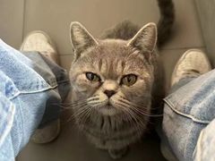 -格蕾宠物医院24H·猫科·肿瘤科·骨科中心(福州总院)