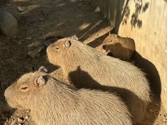 -无锡动物园·太湖欢乐园