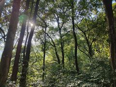 -广州市帽峰山景区