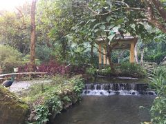-莫里热带雨林景区
