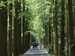 -东平国家森林公园